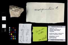 Foto (Objekt + Etikett) von Tanidromites sculpta (Quenstedt, 1857)  (NHMW-GEO-1990-0041-3181)